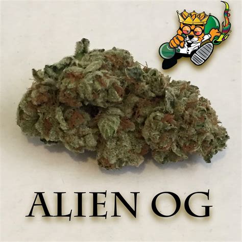 Image result for Alien OG Kush