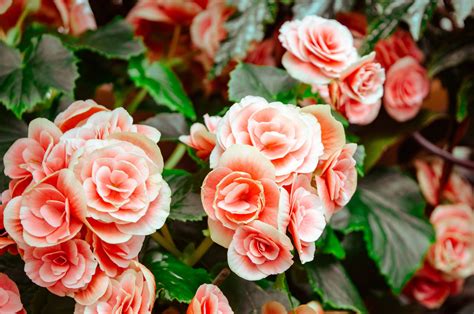 Spanish Flower Names: A Guide to Spanish Blossoms.