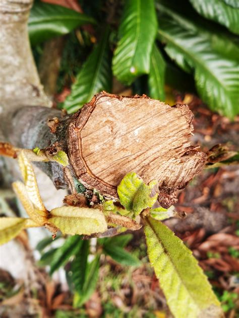 Tree Root Type 的图像结果