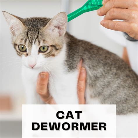 cat dewormer