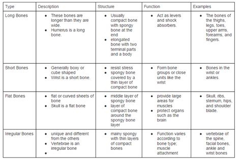 Bone Types - Skeletal System
