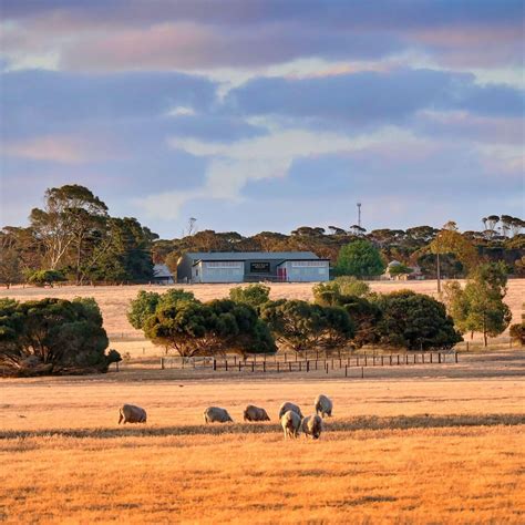 SPRINGS ROAD WINES KANGAROO ISLAND - All You Need to Know BEFORE You Go ...