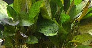 Buy Echinodorus Ozelot Live Aquarium Plant | AQUAStore