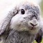Image result for Tawny Lop Eared Rabbit