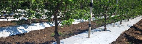 Agriplast Ginegar Orchard Mulch - 100-Micron Cover for Fruit Trees