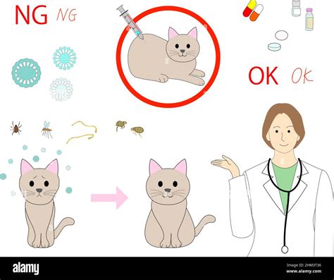 veterinarian woman explaining a cat vaccine against FVRCP, Rabies ...