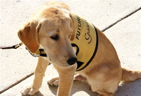 Image result for Labrador Tricks