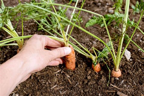 Sowing Carrots New Kuroda Carrot Seeds | Baker Creek Heirloom Seeds