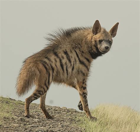 Hyaena hyaena Each of the four hyena species is in their own genus ...