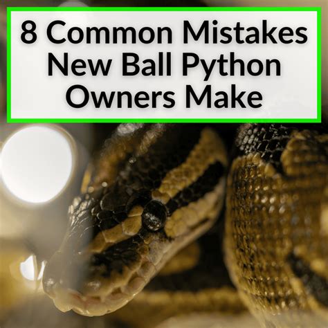 Image result for Ball Python Basics