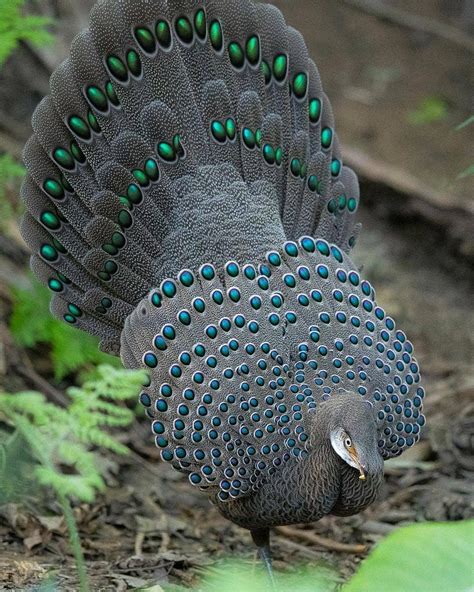 Grey Peacock Pheasant - jualayamhias.com