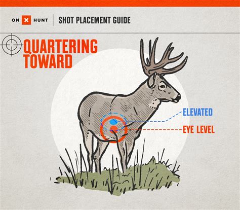 Where To Shoot a Deer: Ultimate Shot Placement Guide & Chart | onX Hunt