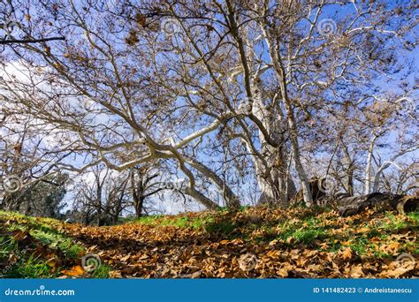 Fallen Leaves at the Base of a Large Western Sycamore Tree (Platanus ...