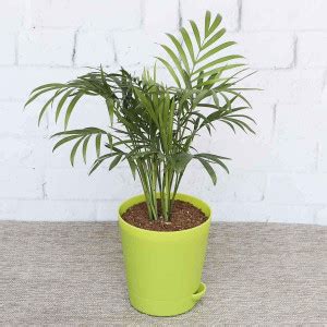 TreeLand Areca Palm Price in India - Buy TreeLand Areca Palm online at ...