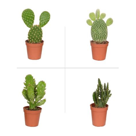 Buy Opuntia Plant (Pack of 4 Varieties) online at best price