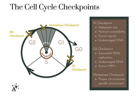 Cell Cycle Checkpoints 的图像结果