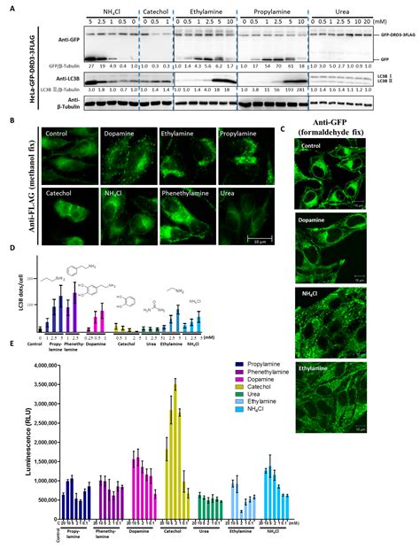 Dopamine Receptor Subtypes Differentially Regulate Autophagy