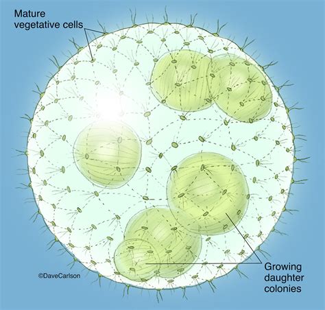 Volvox Diagram