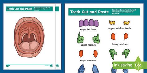 Label the Teeth Cut and Paste Worksheet for 3rd-5th Grade