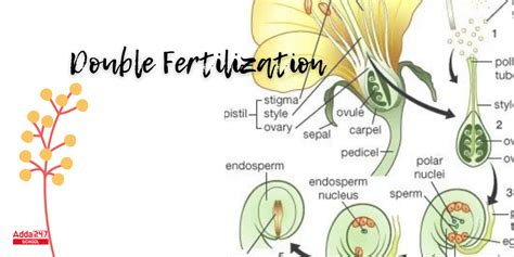 Double Fertilization, Definition, Process in Plant & Humans, Diagram