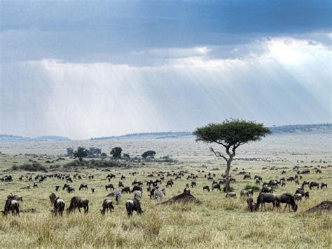 Temperate Grasslands African Grasslands