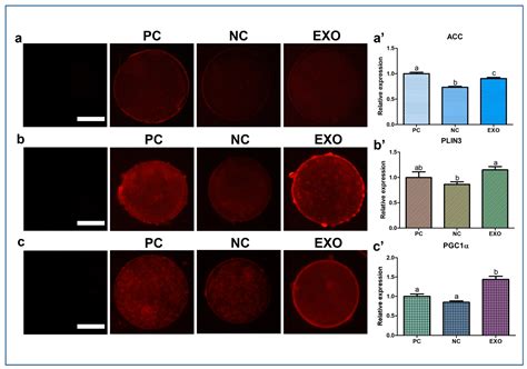 Porcine Follicular Fluid-Derived Exosome: The Pivotal Material for ...
