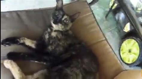 Squish that cat rule 34 - letFlex