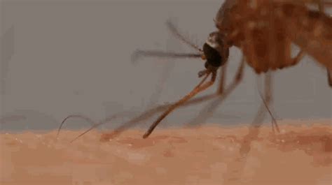 科普：3幅图告诉你蚊子是怎么刺破皮肤吸血的？