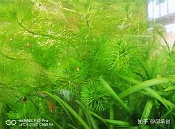 Image result for 水草