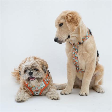 Pawgy Pets Harness, Leash Collar