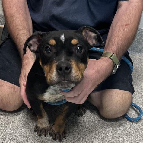 Suncoast Humane Society in Englewood, FL - Find Paw Pal