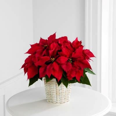 Red Poinsettia Basket Small: Order Flowers Online | Interflora India ...