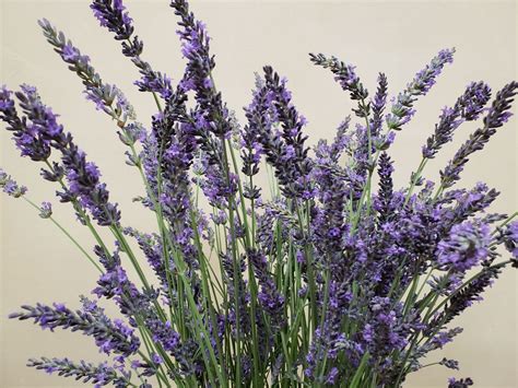 Lavender Flower Meaning