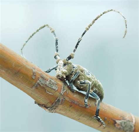 Asian longhorned beetle killed by entomopathogenic fungus - Entomology ...