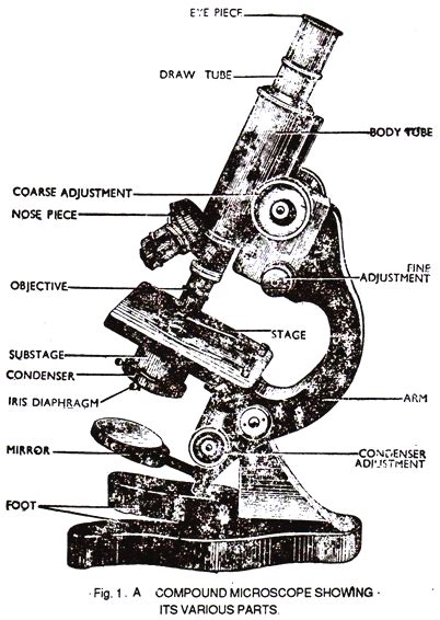 Image result for Compound Microscope Drawing Images