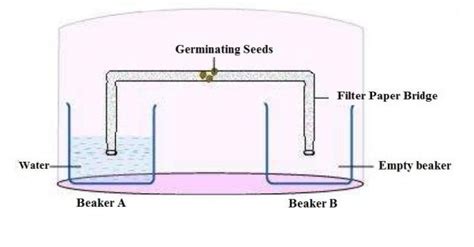 describe an experiment to demonstrate hydrotropism - Brainly.in
