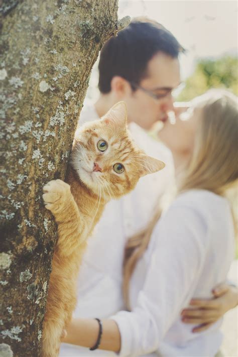engagement photos with cats
