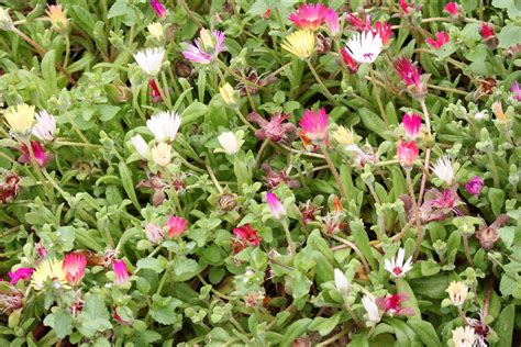 Spring Flower Background Free 的图像结果