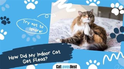 Image result for Cat Stack Sticker