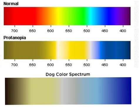 Dog Vision Spectrum
