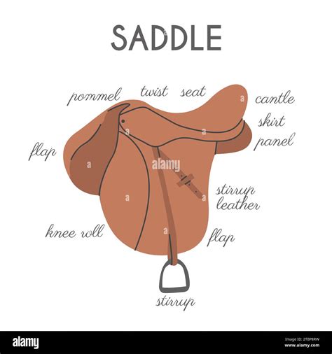 Different English Horse Saddle Parts. Infographic banner with detailed ...