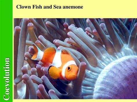 Image result for Coveolution Example