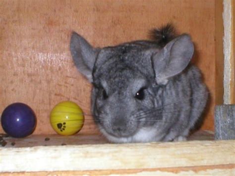 Nagetiere Allgemein Kleinanzeigen