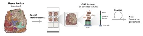 Image result for Spatial Transcriptomics Methods