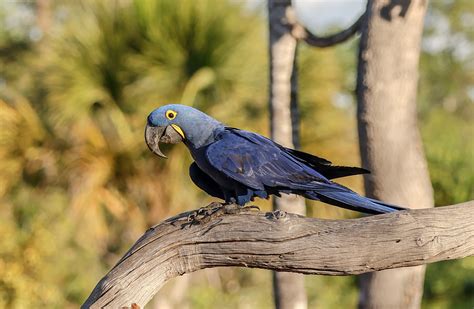 Hyacinth Macaw | BirdForum