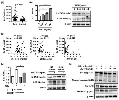 Anti-Inflammatory Effect of Atorvastatin and Rosuvastatin on Monosodium ...