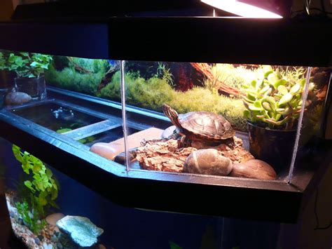 Image result for Turtle Fish Tank