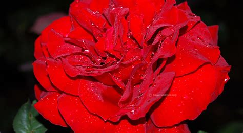 Flowers Wallpaper HD | Flower pictures free download