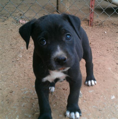 Black and White Baby Pitbull with Blue Eyes
