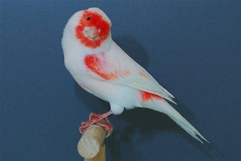 Canary Colors: Most Common to Rarest - A-Z Animals